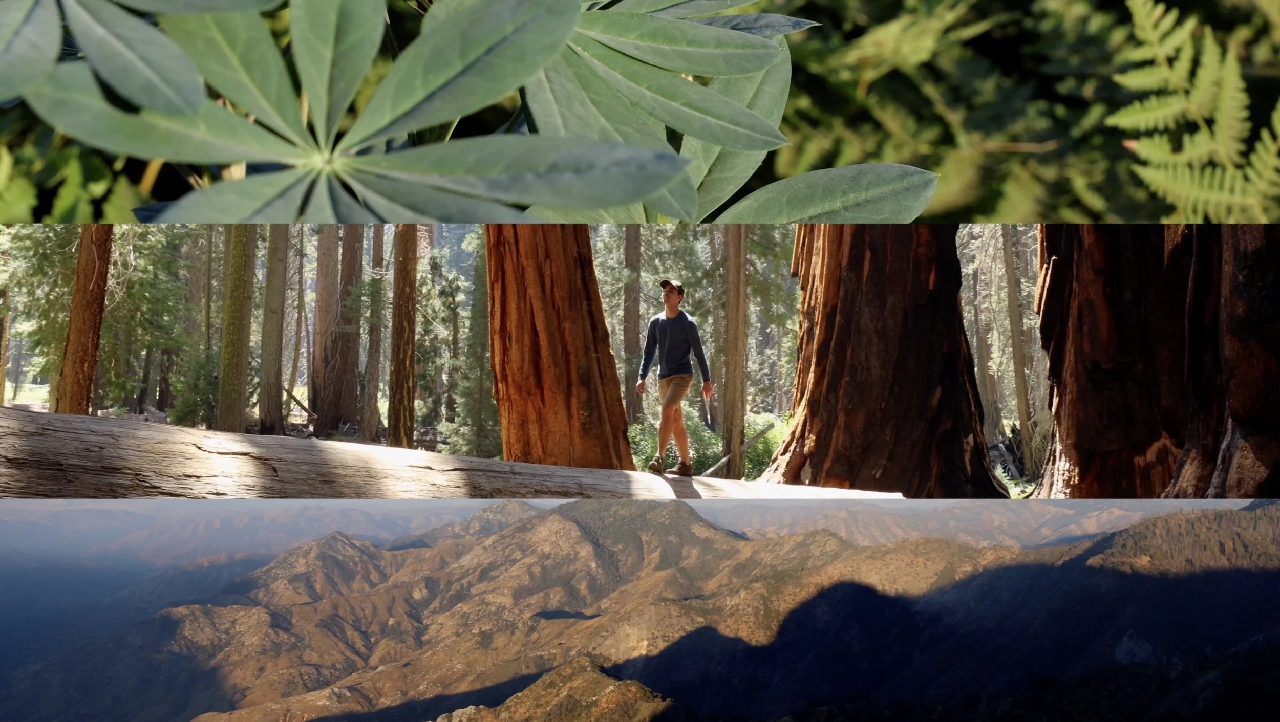 Sequoia National Park travel film still